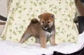 柴犬(標準サイズ)【大阪府・女の子・2017年6月15日・赤柴犬】の写真1「ちゃんとたつでしょ！カッコイ」