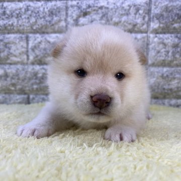 柴犬(標準サイズ)【茨城県・女の子・2024年2月24日・白】の写真「パパは豆柴ママは小ぶり柴です😊」
