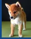 柴犬(標準サイズ)【兵庫県・男の子・2017年5月26日・赤】の写真5「「一年間無償交換システム」対象犬でございます。」