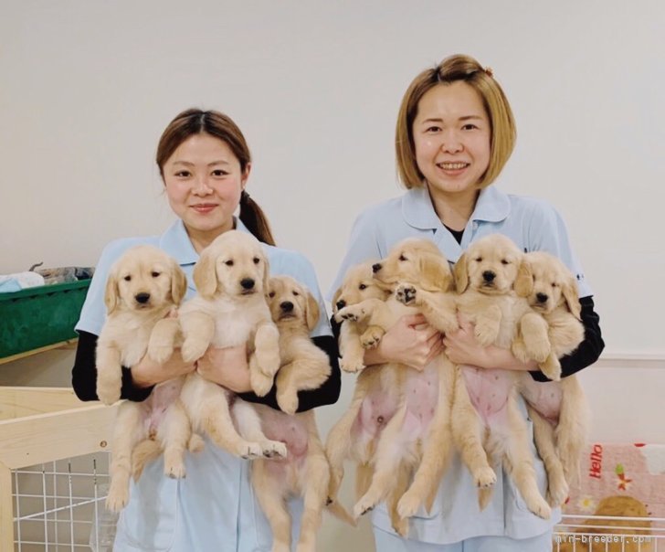 兼平　愛(かねひら　あい)ブリーダー(青森県・柴犬など・日本犬保存会登録)の紹介写真2