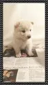 柴犬(標準サイズ)【茨城県・女の子・2017年5月12日・白毛】の写真1