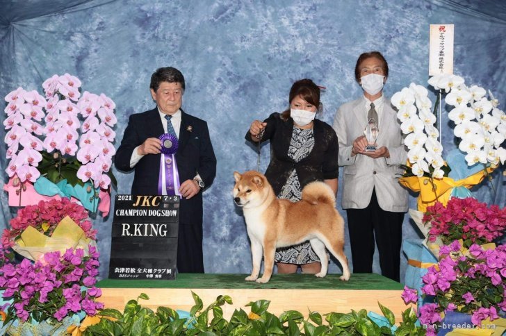 横田　幸治(よこた　こうじ)ブリーダー(茨城県・柴犬など・JKC/日本犬保存会登録)の紹介写真7