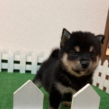 柴犬(標準サイズ)【大阪府・女の子・2023年6月6日・黒】の写真「元気可愛い優しい女の子らしい子犬です」
