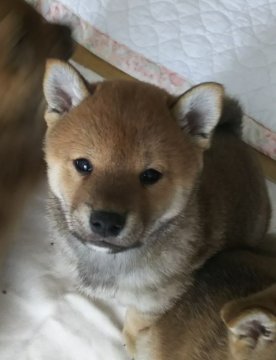 柴犬(標準サイズ)【北海道・女の子・2017年12月12日・赤】の写真「立ち耳が可愛い❤️」