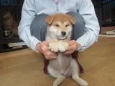 柴犬(標準サイズ)【愛媛県・男の子・2017年7月28日・赤色】の写真3「綺麗な毛色で今後の成長がとても楽しみな子犬です。」