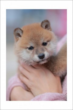 柴犬(標準サイズ)【山口県・女の子・2017年1月3日・赤】の写真「女の子らしい優しいお顔と性格の子です♪」