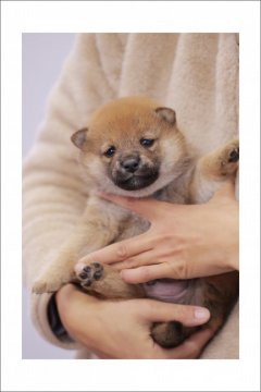 柴犬(標準サイズ)【山口県・男の子・2016年12月14日・赤】の写真「元気な子犬生まれました！赤柴　男の子です。」