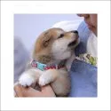 柴犬(標準サイズ)【山口県・女の子・2017年5月5日・赤】の写真2