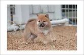 柴犬(標準サイズ)【山口県・女の子・2017年12月3日・赤】の写真5